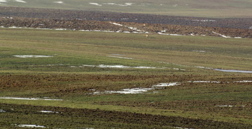 Scenic view of agricultural field