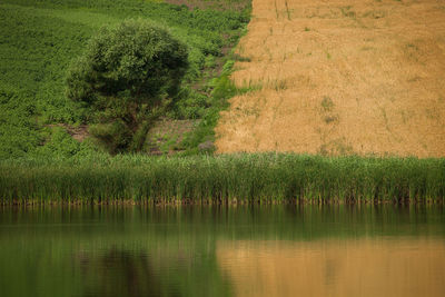 Rural fields and meadows from romania.