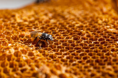 Close-up of bee on comb