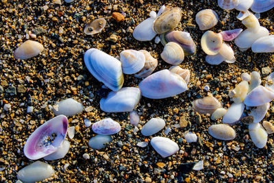 Close-up of shells on beach