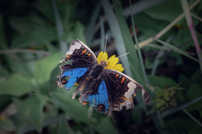 Close-up of butterfly pollinating on flower