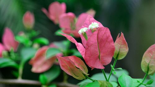 Close-up of pink flowers
