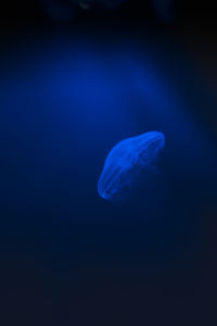 Close-up of jellyfish against black background