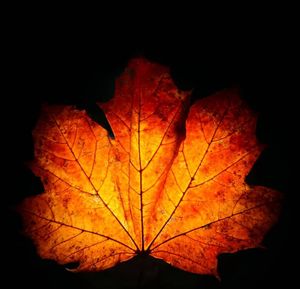 Close-up of maple leaf against black background