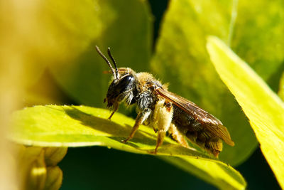 Close-up of honey bee pollinating on yellow flower