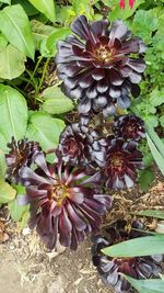 Close-up of flowers