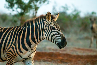 Zebra standing on field