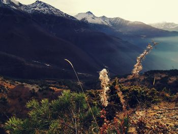 Plants growing on land against mountain range