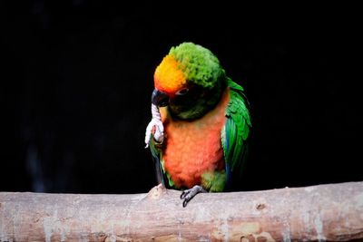 Close-up of parrot perching on branch