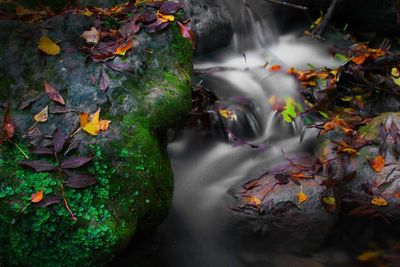 High angle view of waterfall in forest