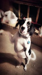 Portrait of dog