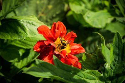 High angle view of bumblebee on red flower