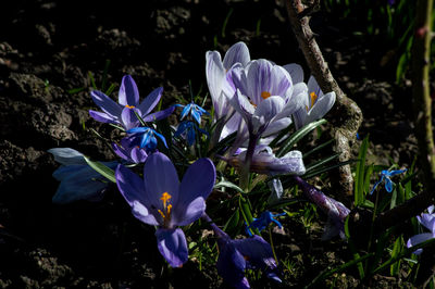 Close-up of purple crocus flowers on land