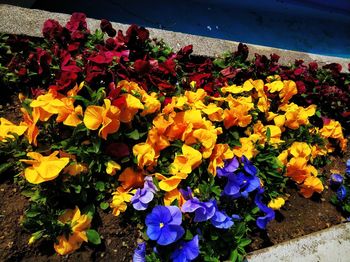 High angle view of yellow flowering plants