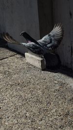 Close-up of bird on wall