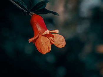 A red pomegranate flower on the branch