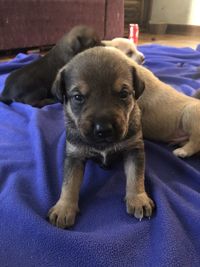 Portrait of puppy on bed