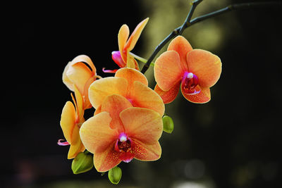 Close-up of flowers blooming against black background