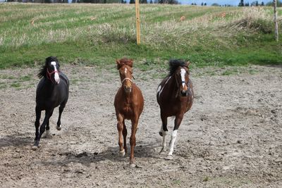 Horses on field