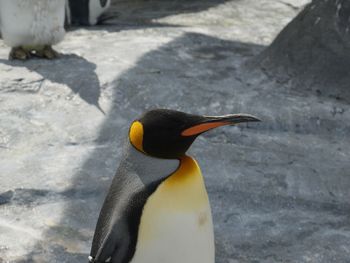 Close up of penguin