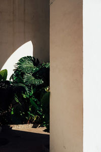 Close-up of potted plant against wall