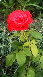 Close-up of red rose blooming outdoors