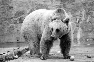 Grizzly bear in zoo against wall