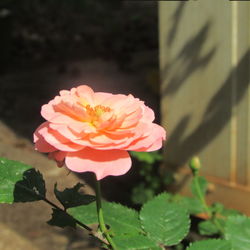 Close-up of flowers