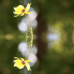 Close-up of yellow flower