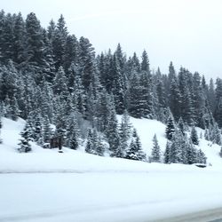 Trees against clear sky during winter