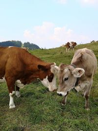 Cows on a pasture on winklmoosalm in the bavarian alps 