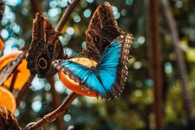 Close-up of butterfly on leaf