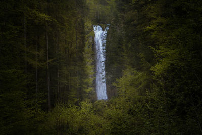 Scenic view of waterfall in forest