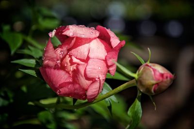 Close-up of pink rose blooming outdoors