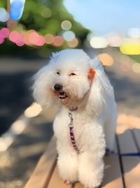 Close-up portrait of white dog outdoors