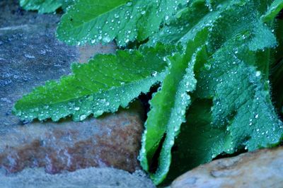 Close-up of raindrops on ice
