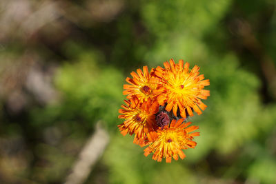 Orange hawkweed flower