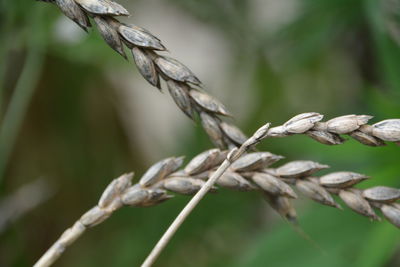 Close-up of wheat crops against plants