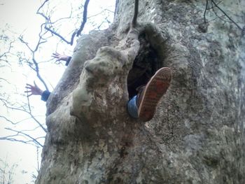 Low angle view of tree trunk