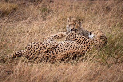 Cheetahs fighting on grassy field in forest