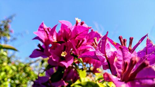 Close-up of pink flowers blooming against sky