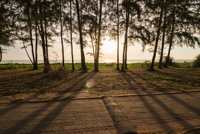 Trees in park during sunset