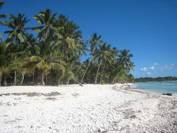 Palm trees on beach against clear blue sky