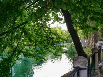 View of trees by pond