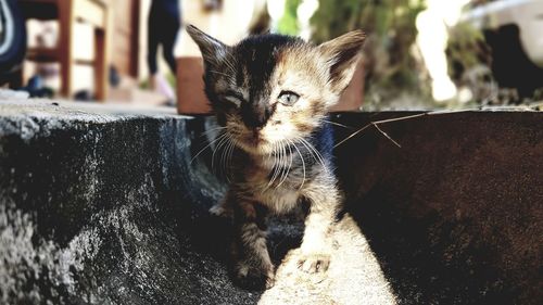 Close-up portrait of cat