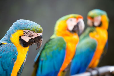 Close-up of gold and blue macaws