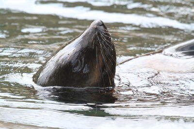 Seal in water