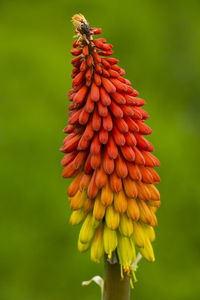 Close-up of red flowering plant