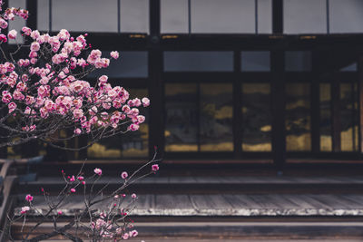 Close-up of pink flowering plants by window outdoors