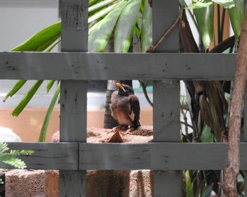 View of bird perching on wooden fence